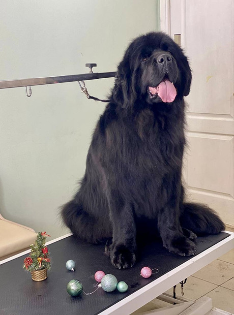 Груминг собак крупных пород