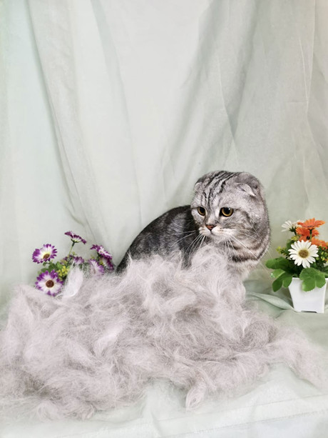 Груминг кошек