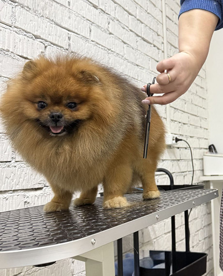 Груминг собак маленьких пород