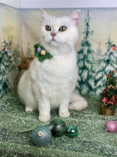 Груминг британца