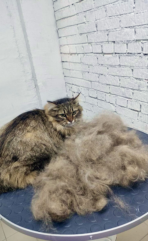 Экспресс линька кошки