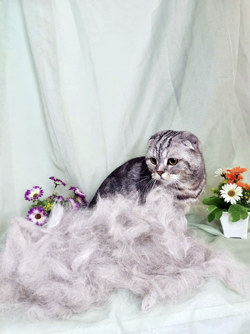 Экспресс-линька шотландской кошки