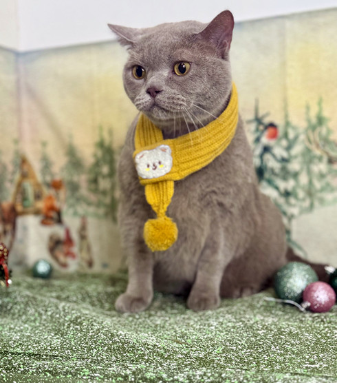 Груминг кота