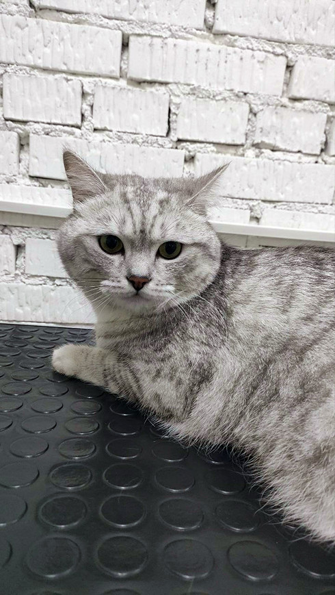 Груминг шотландского прямоухого серого кота