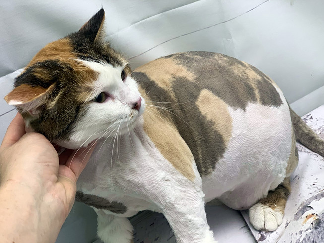 Стрижка и бритьё кота под льва