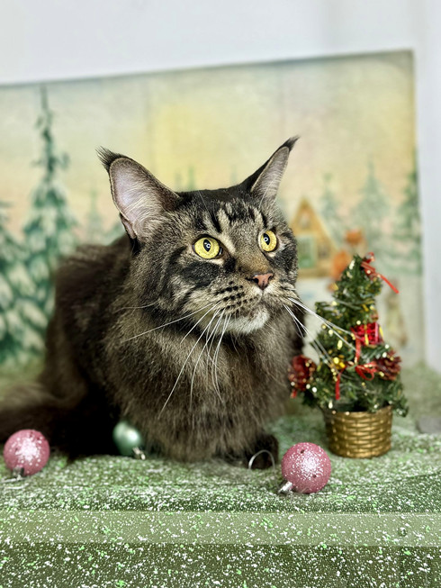 Груминг мейн куна