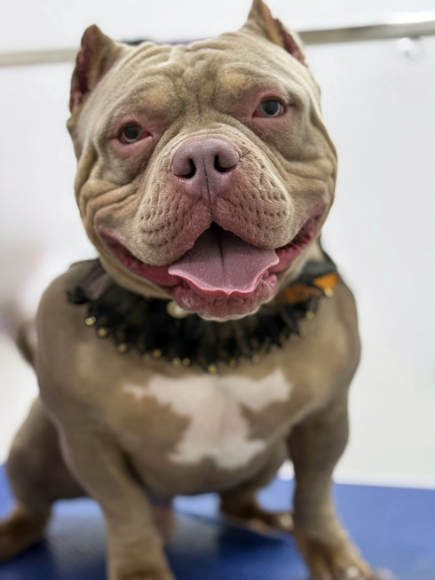 Груминг американского булли