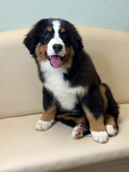 Груминг бернского зенненхунда