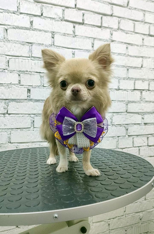 Груминг чихуахуа