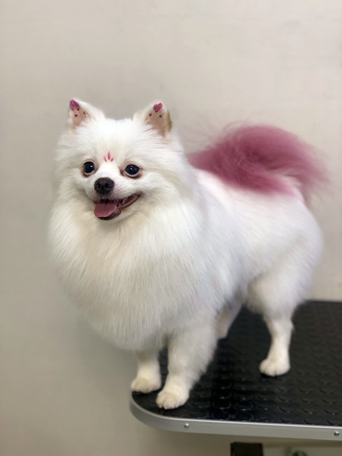 Груминг белоснежного шпица