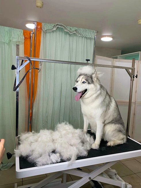 Груминг хаски: экспресс-линька