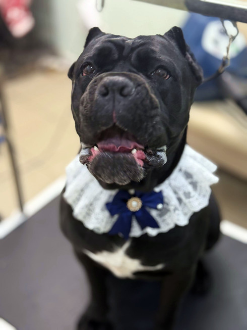 Груминг кане-корсо