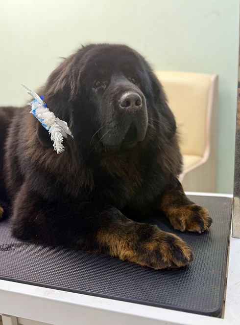 Груминг ньюфаундленда