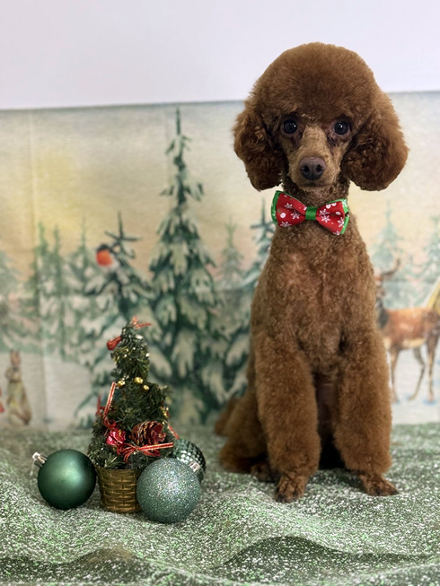 Груминг пуделя