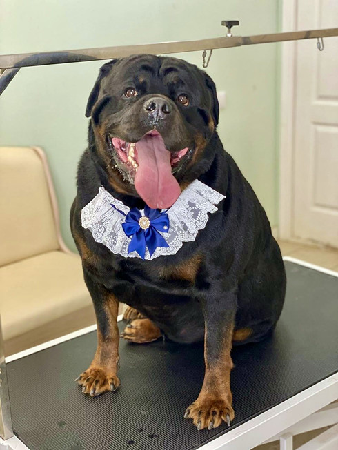 Груминг ротвейлера