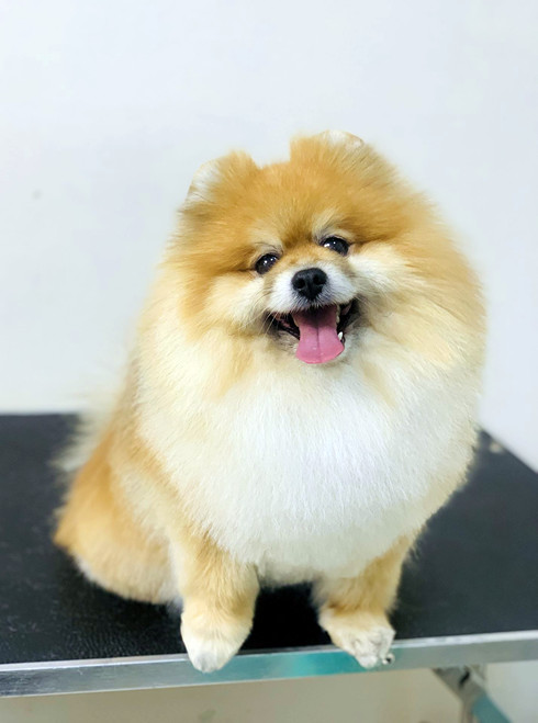 Груминг шпица