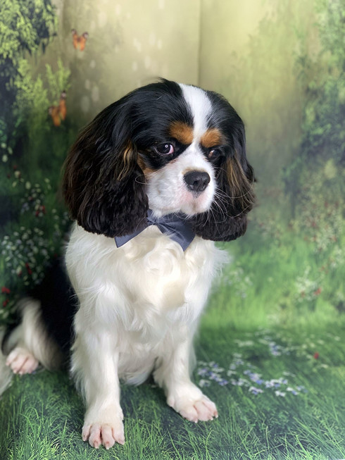 Груминг спаниэля кавалер кинг чарльз