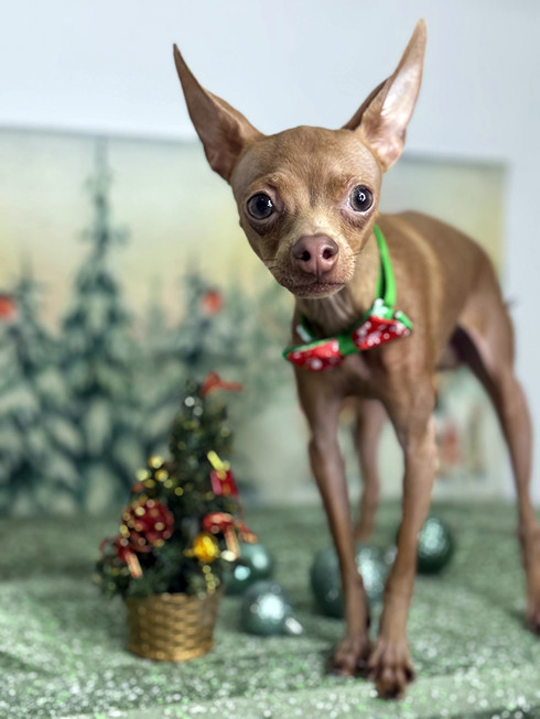 Груминг той-терьера